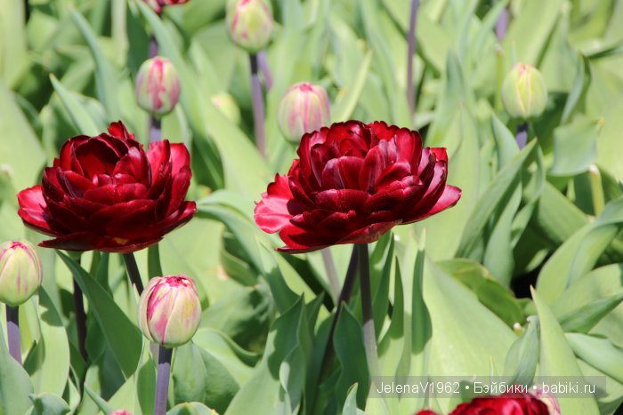 А вы видели море тюльпанов? Койкенхоф. Голландия. Коллекционные куклы Rosemarie Müller. Одежда своими руками