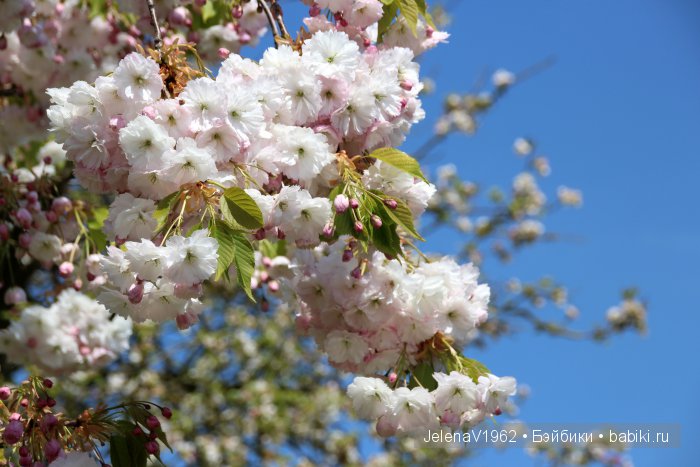 А вы видели море тюльпанов? Койкенхоф. Голландия. Коллекционные куклы Rosemarie Müller. Одежда своими руками