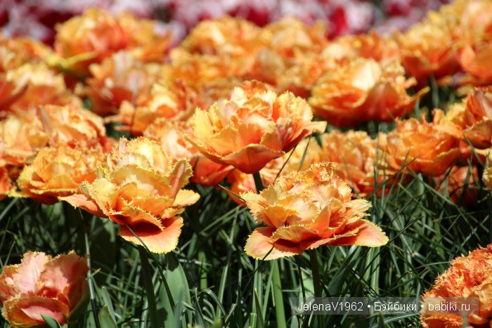 А вы видели море тюльпанов? Койкенхоф. Голландия. Коллекционные куклы Rosemarie Müller. Одежда своими руками