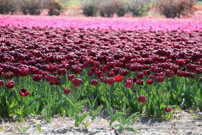 А вы видели море тюльпанов? Койкенхоф. Голландия. Коллекционные куклы Rosemarie Müller. Одежда своими руками