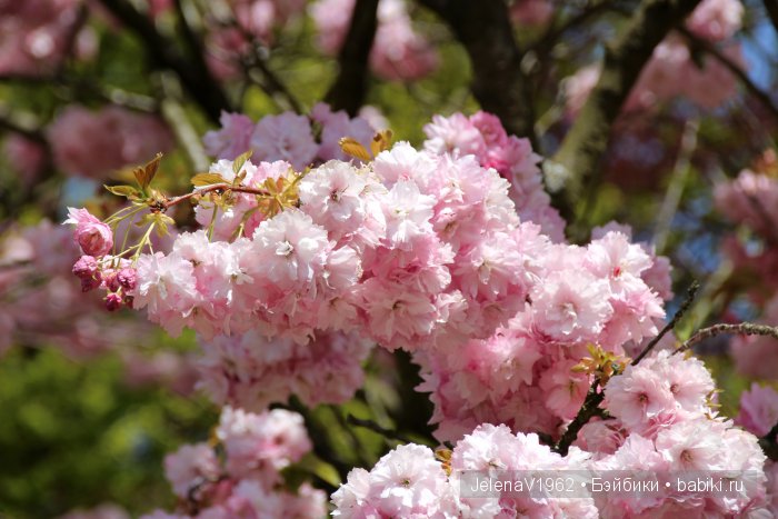 А вы видели море тюльпанов? Койкенхоф. Голландия. Коллекционные куклы Rosemarie Müller. Одежда своими руками
