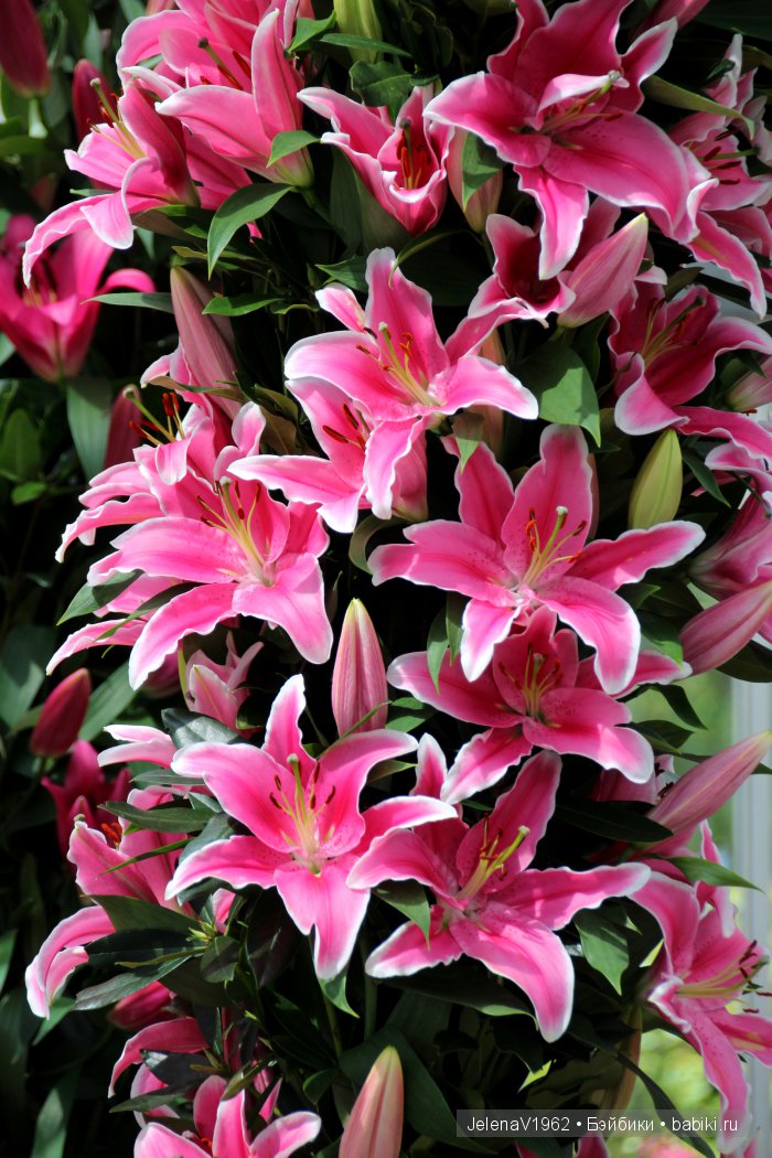 А вы видели море тюльпанов? Койкенхоф. Голландия. Коллекционные куклы Rosemarie Müller. Одежда своими руками