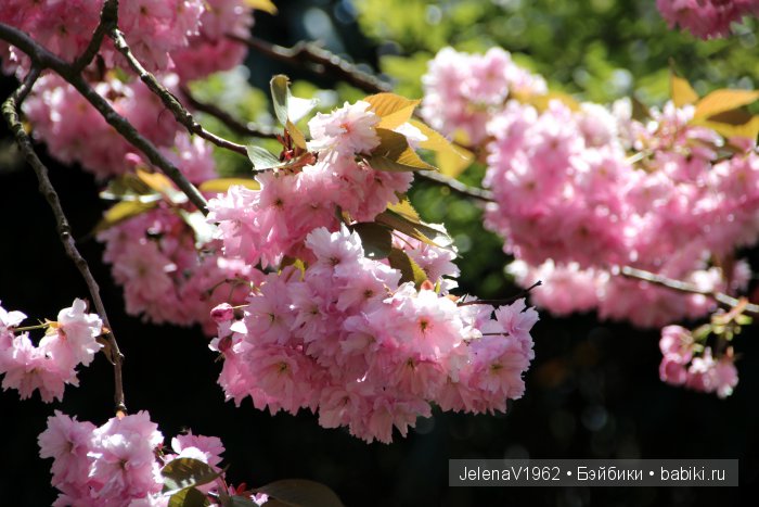 А вы видели море тюльпанов? Койкенхоф. Голландия. Коллекционные куклы Rosemarie Müller. Одежда своими руками