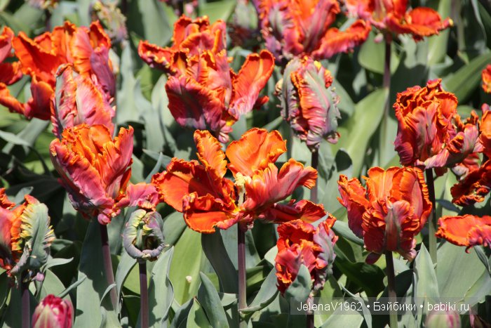 А вы видели море тюльпанов? Койкенхоф. Голландия. Коллекционные куклы Rosemarie Müller. Одежда своими руками