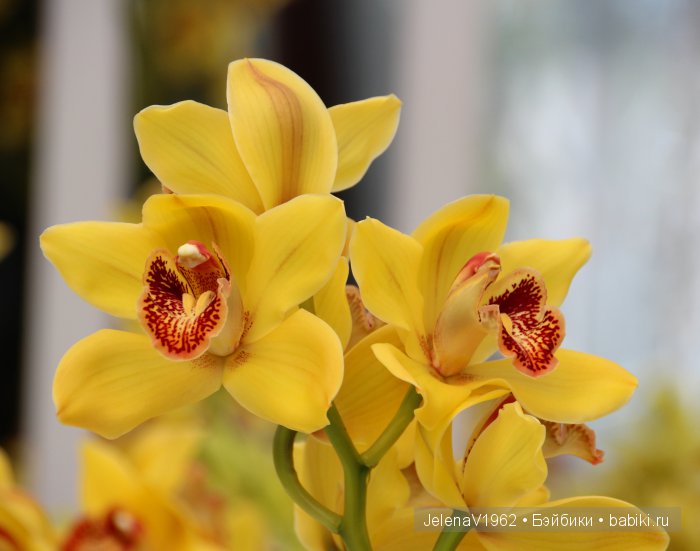 А вы видели море тюльпанов? Койкенхоф. Голландия. Коллекционные куклы Rosemarie Müller. Одежда своими руками