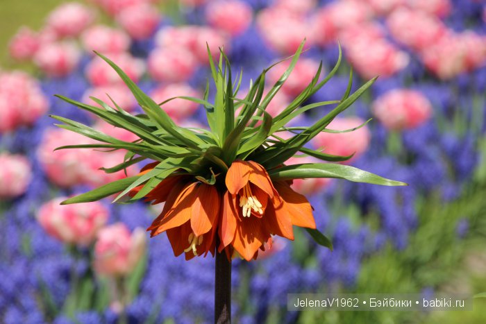 А вы видели море тюльпанов? Койкенхоф. Голландия. Коллекционные куклы Rosemarie Müller. Одежда своими руками
