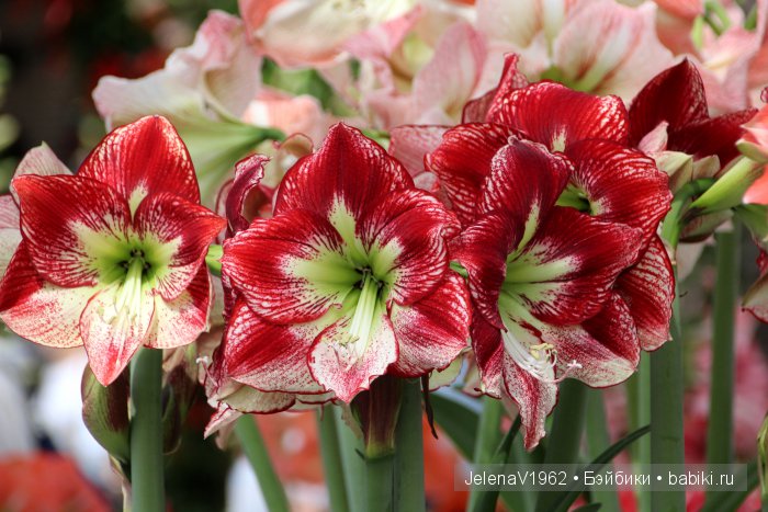 А вы видели море тюльпанов? Койкенхоф. Голландия. Коллекционные куклы Rosemarie Müller. Одежда своими руками