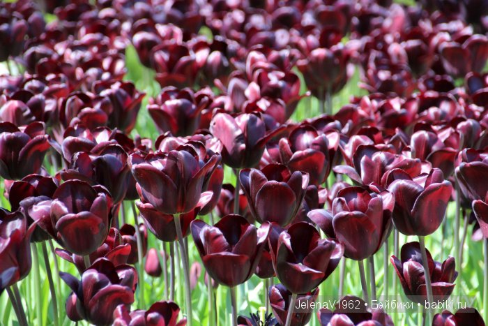 А вы видели море тюльпанов? Койкенхоф. Голландия. Коллекционные куклы Rosemarie Müller. Одежда своими руками