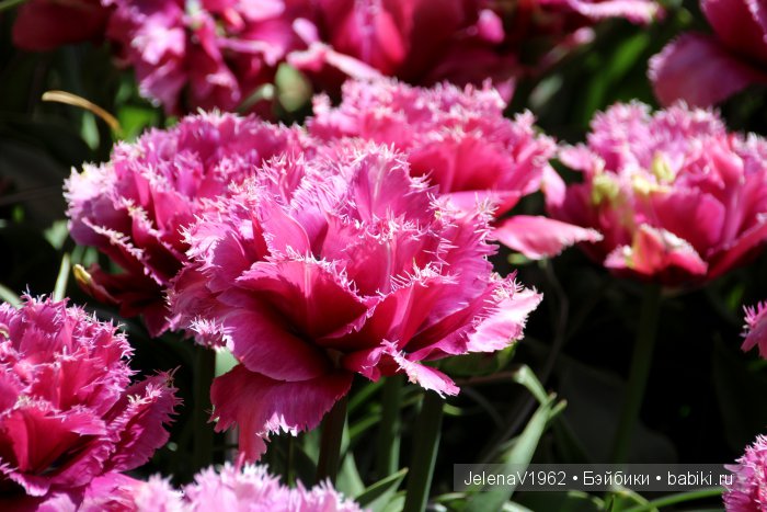 А вы видели море тюльпанов? Койкенхоф. Голландия. Коллекционные куклы Rosemarie Müller. Одежда своими руками