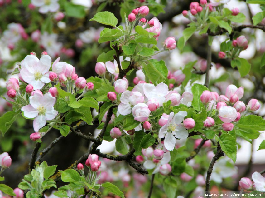 Весеннее настроение для Клерхен от Zwergnase. Одежда своими руками