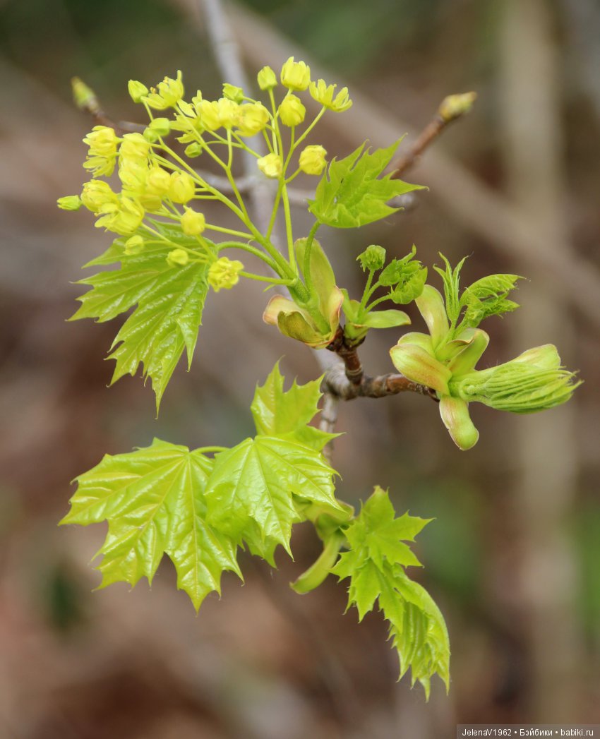 Весеннее настроение для Клерхен от Zwergnase. Одежда своими руками