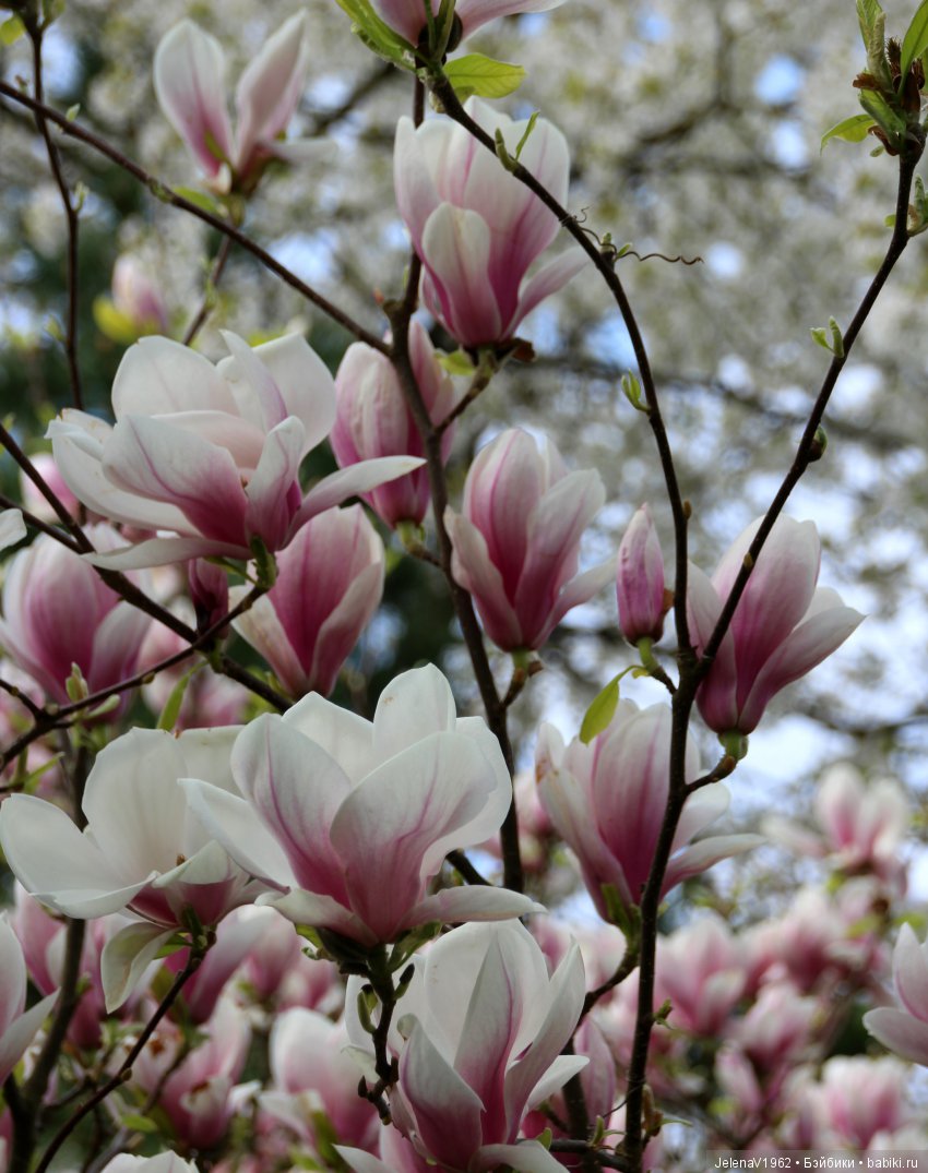 Весеннее настроение для Клерхен от Zwergnase. Одежда своими руками