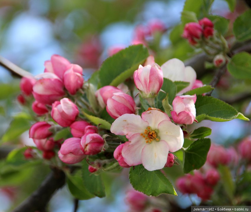 Весеннее настроение для Клерхен от Zwergnase. Одежда своими руками (фото 9)