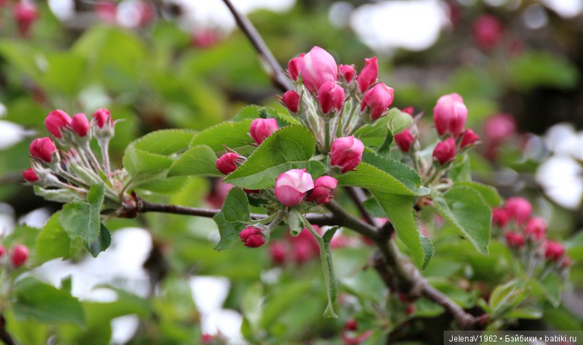 Весеннее настроение для Клерхен от Zwergnase. Одежда своими руками (фото 7)