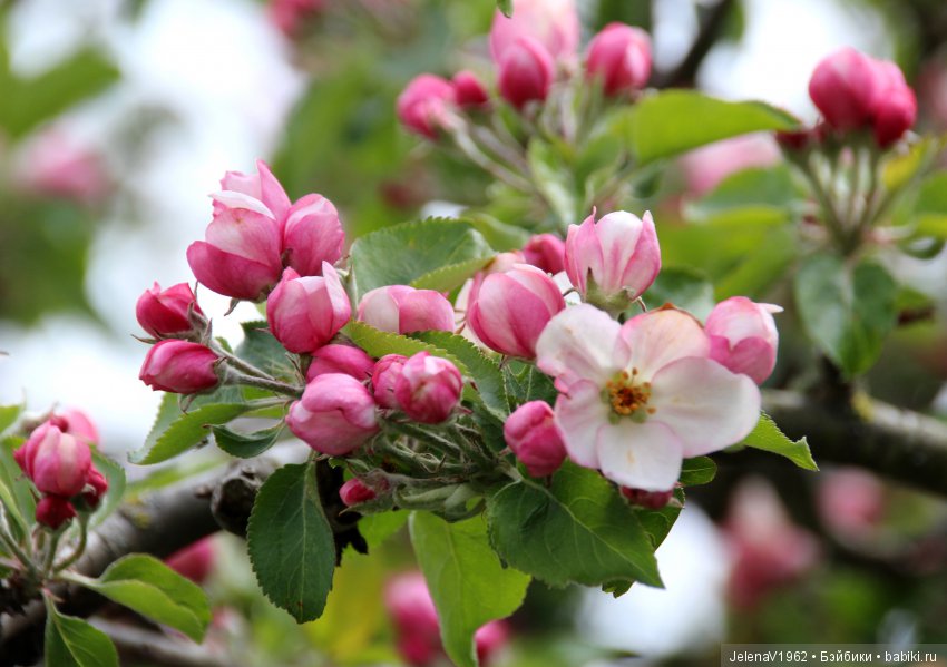 Весеннее настроение для Клерхен от Zwergnase. Одежда своими руками (фото 8)