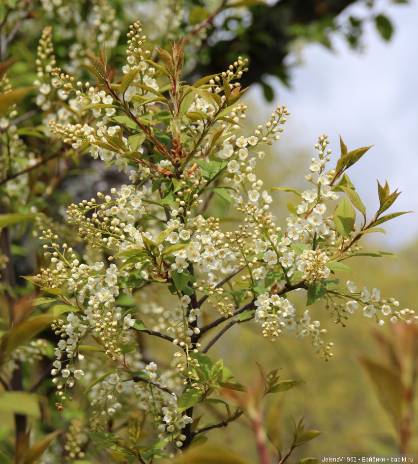 Весеннее настроение для Клерхен от Zwergnase. Одежда своими руками