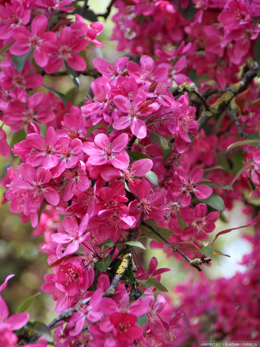 Весеннее настроение для Клерхен от Zwergnase. Одежда своими руками (фото 10)