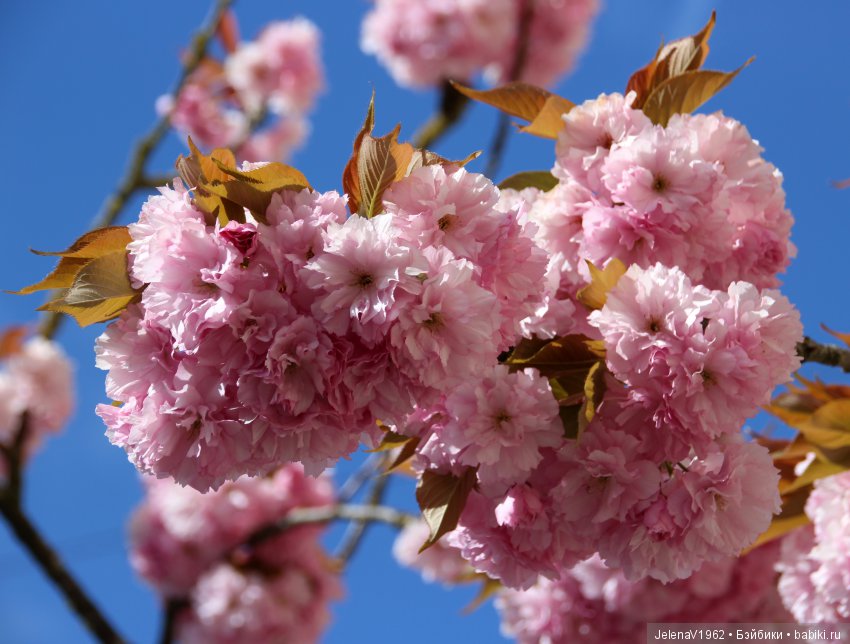 Весеннее настроение для Клерхен от Zwergnase. Одежда своими руками