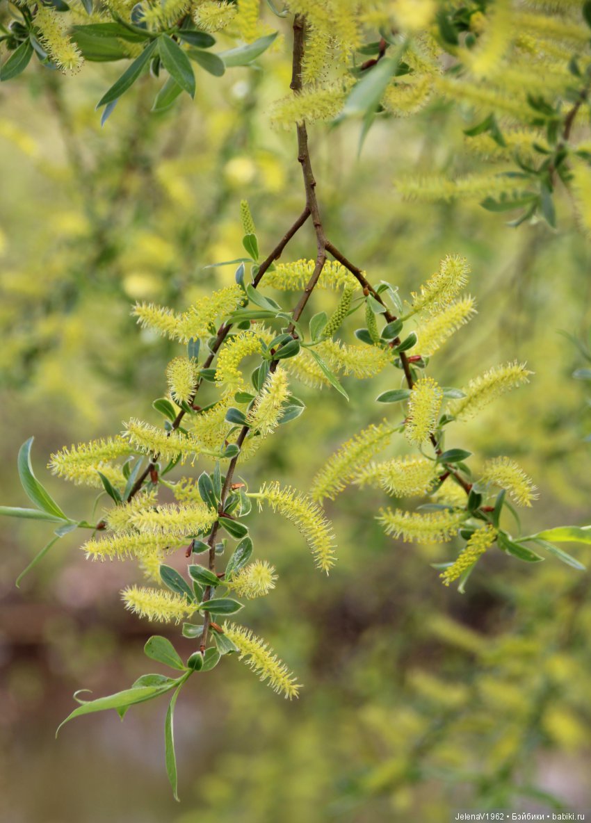 Весеннее настроение для Клерхен от Zwergnase. Одежда своими руками