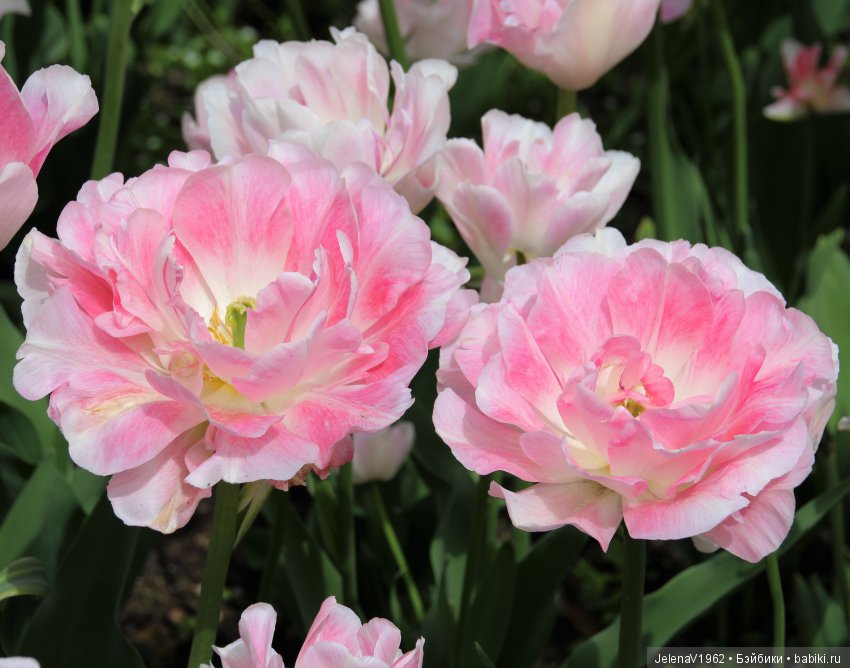 Весенняя Прага счастливыми глазами Вихтелей. Коллекционные куклы Rosemarie Müller, Schildkröt