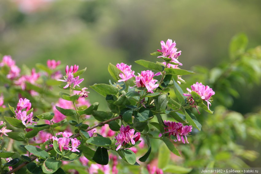 Весенняя Прага счастливыми глазами Вихтелей. Коллекционные куклы Rosemarie Müller, Schildkröt