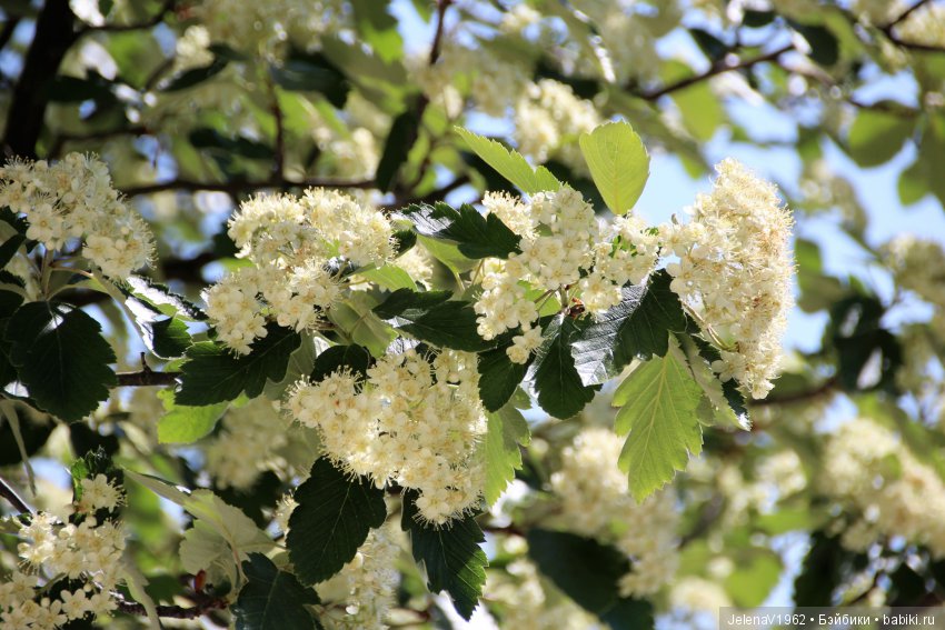 Весенняя Прага счастливыми глазами Вихтелей. Коллекционные куклы Rosemarie Müller, Schildkröt