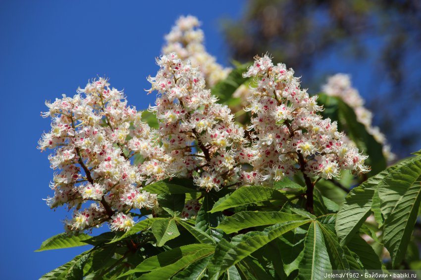 Весенняя Прага счастливыми глазами Вихтелей. Коллекционные куклы Rosemarie Müller, Schildkröt