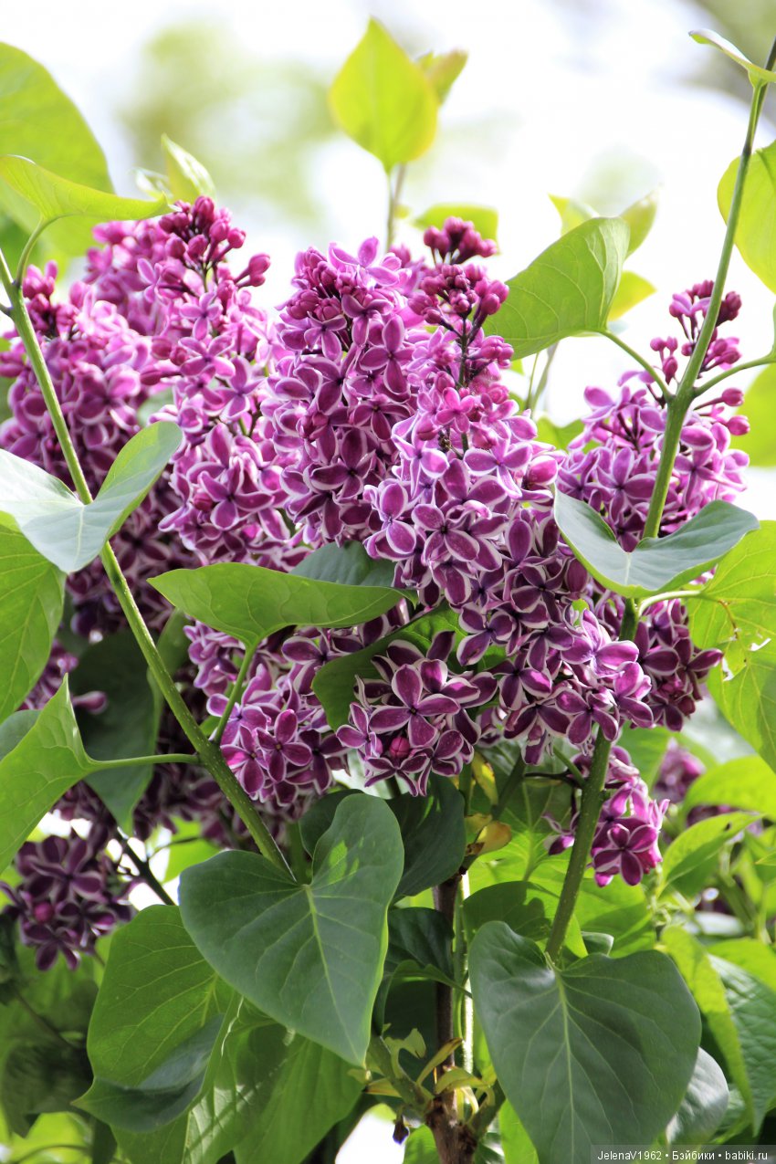 Весенняя Прага счастливыми глазами Вихтелей. Коллекционные куклы Rosemarie Müller, Schildkröt