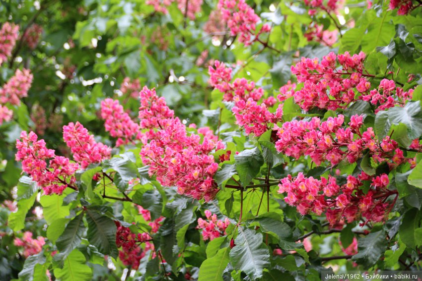 Весенняя Прага счастливыми глазами Вихтелей. Коллекционные куклы Rosemarie Müller, Schildkröt