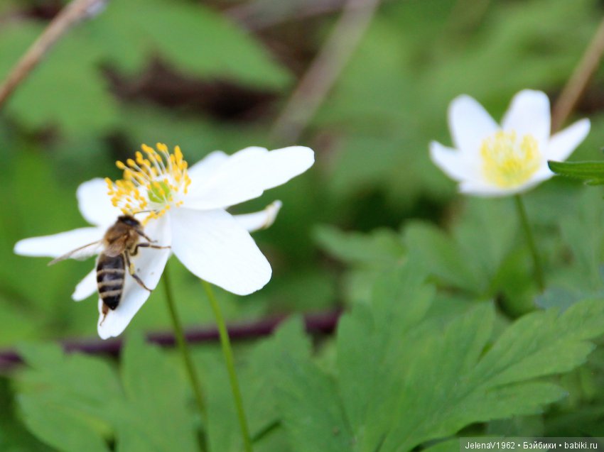 Вязаный диванчик для Маши. МК. Машкины сны
