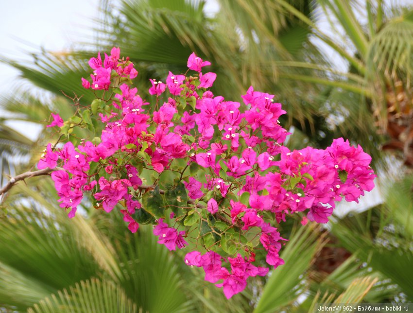 Чудо-остров, чудо-остров, жить на нём легко и просто !!! Игровые куклы Käthe Kruse. Одежда для кукол своими руками