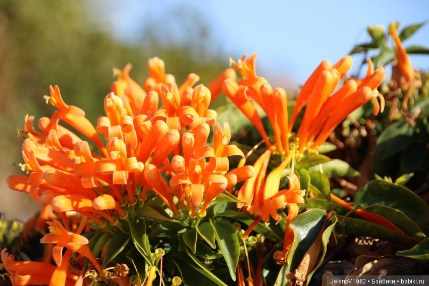 Чудо-остров, чудо-остров, жить на нём легко и просто !!! Игровые куклы Käthe Kruse. Одежда для кукол своими руками