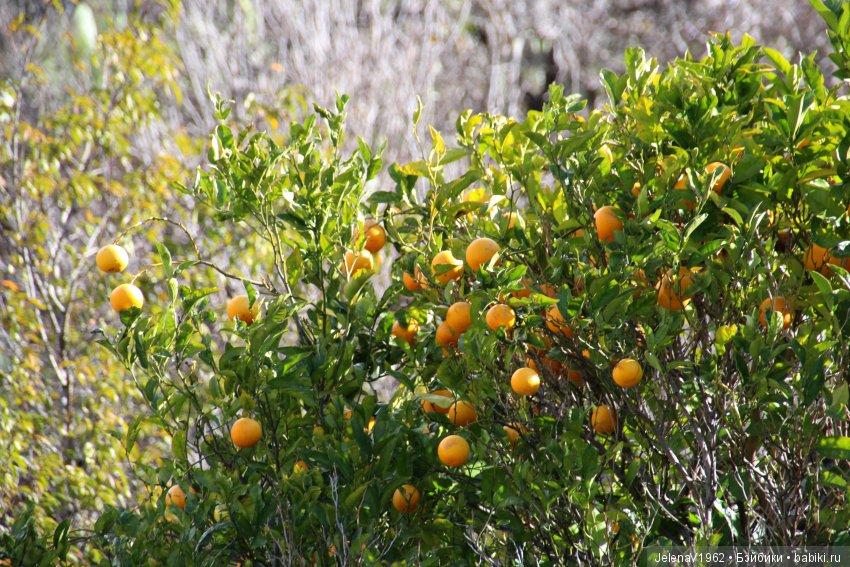 Чудо-остров, чудо-остров, жить на нём легко и просто !!! Игровые куклы Käthe Kruse. Одежда для кукол своими руками