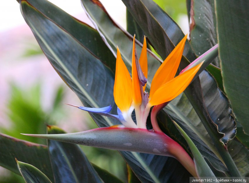 Чудо-остров, чудо-остров, жить на нём легко и просто !!! Игровые куклы Käthe Kruse. Одежда для кукол своими руками