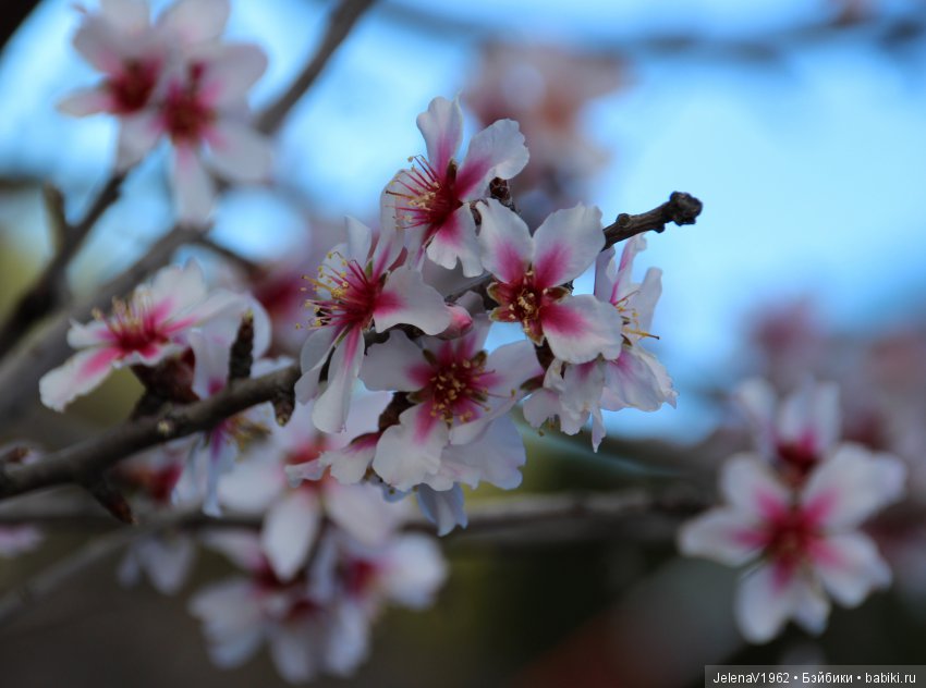 Чудо-остров, чудо-остров, жить на нём легко и просто !!! Игровые куклы Käthe Kruse. Одежда для кукол своими руками