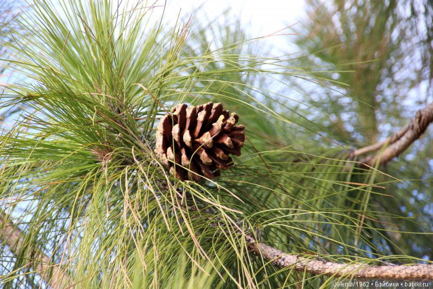 Чудо-остров, чудо-остров, жить на нём легко и просто !!! Игровые куклы Käthe Kruse. Одежда для кукол своими руками