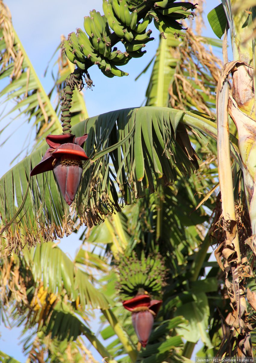 Чудо-остров, чудо-остров, жить на нём легко и просто !!! Игровые куклы Käthe Kruse. Одежда для кукол своими руками