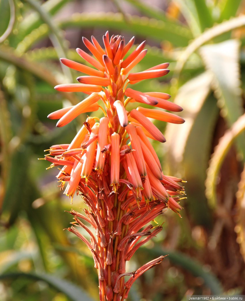 Чудо-остров, чудо-остров, жить на нём легко и просто !!! Игровые куклы Käthe Kruse. Одежда для кукол своими руками