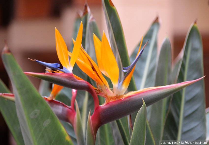 Чудо-остров, чудо-остров, жить на нём легко и просто !!! Игровые куклы Käthe Kruse. Одежда для кукол своими руками