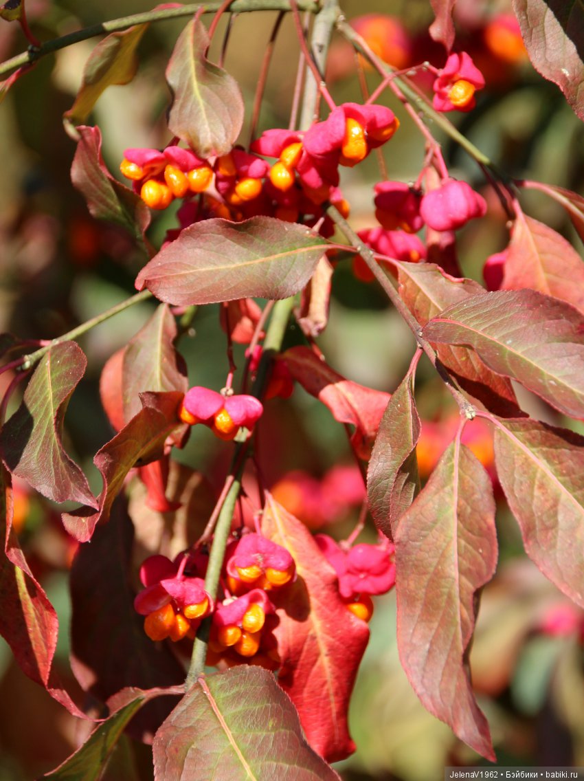 Джонина от Цвергназе и краски осени. Одежда своими руками