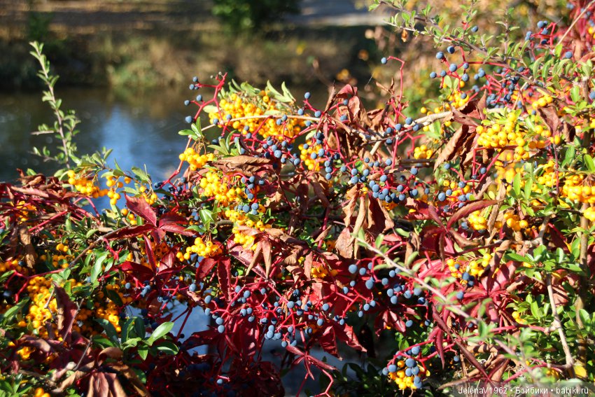Джонина от Цвергназе и краски осени. Одежда своими руками