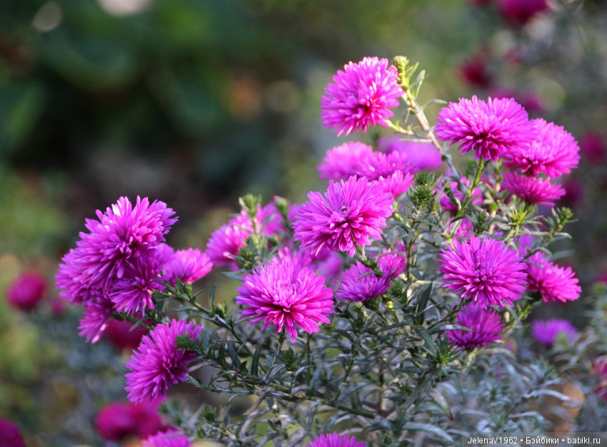 Джонина от Цвергназе и краски осени. Одежда своими руками