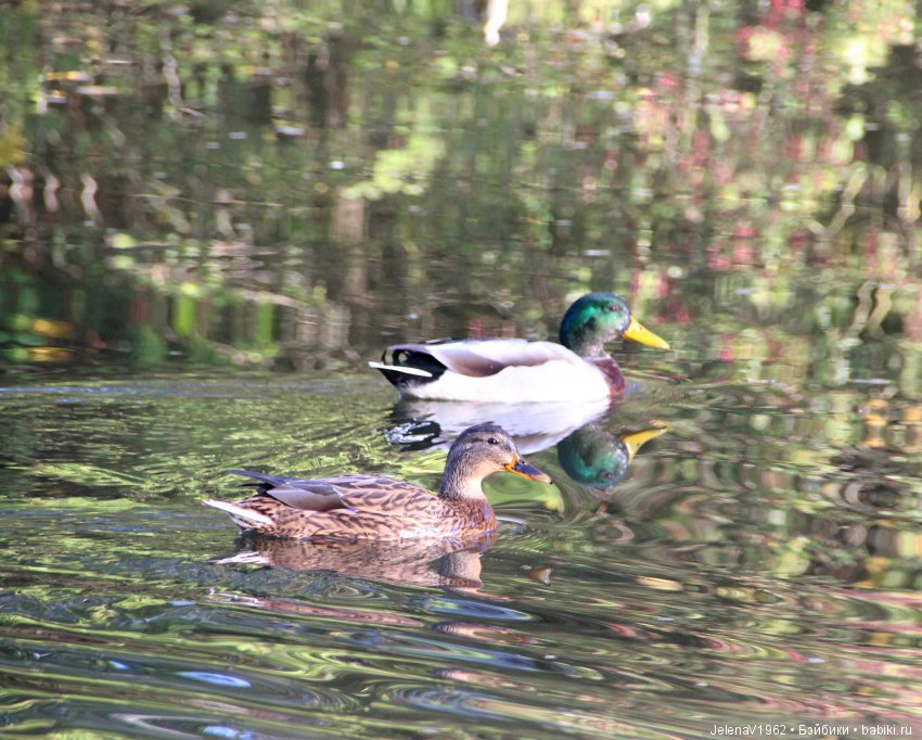 Джонина от Цвергназе и краски осени. Одежда своими руками