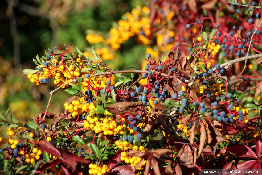 Джонина от Цвергназе и краски осени. Одежда своими руками