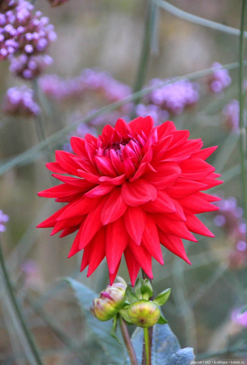 Джонина от Цвергназе и краски осени. Одежда своими руками