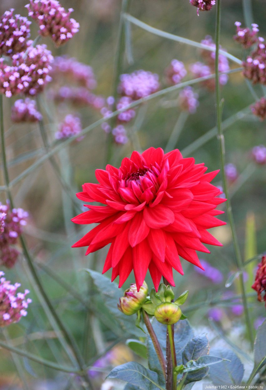 Джонина от Цвергназе и краски осени. Одежда своими руками
