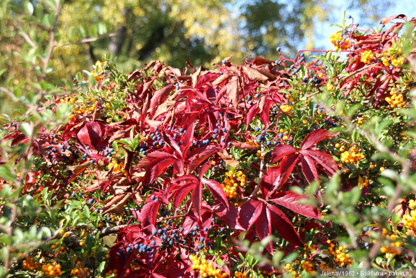 Джонина от Цвергназе и краски осени. Одежда своими руками