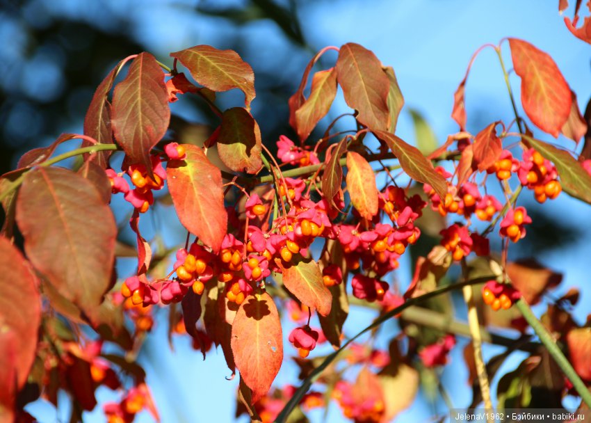 Джонина от Цвергназе и краски осени. Одежда своими руками