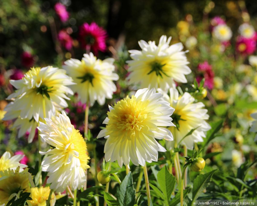 Джонина от Цвергназе и краски осени. Одежда своими руками