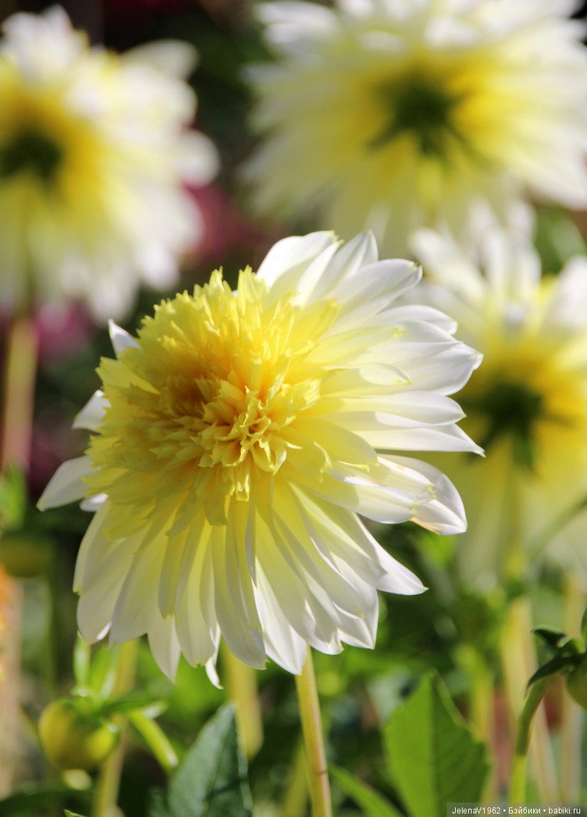 Джонина от Цвергназе и краски осени. Одежда своими руками